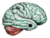 Brain