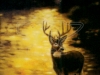 White Tail Deer